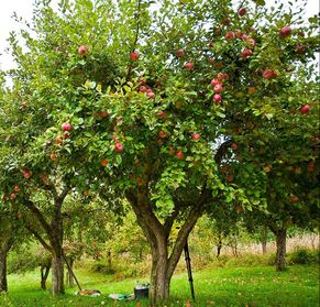 Dwarf Gala Apple Tree - One of the earliest to ripen! (2 years old
