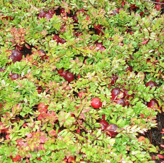 CANNEBERGE CROWLEY (Cranberry) AB - PLANT